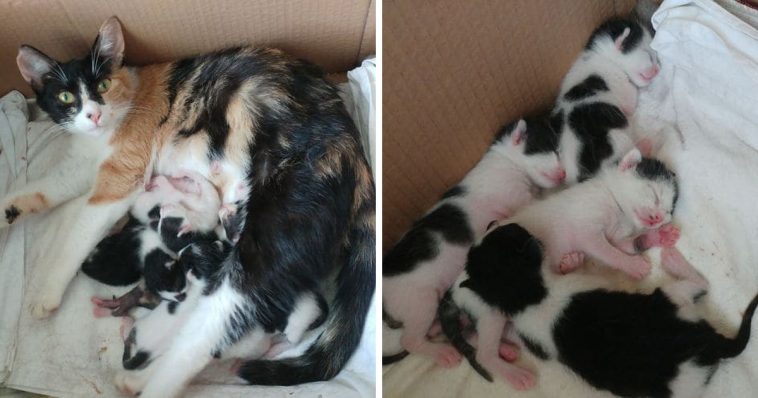 Woman Inviting A Pregnant Stray Cat Into Her Home And Assisting Her In