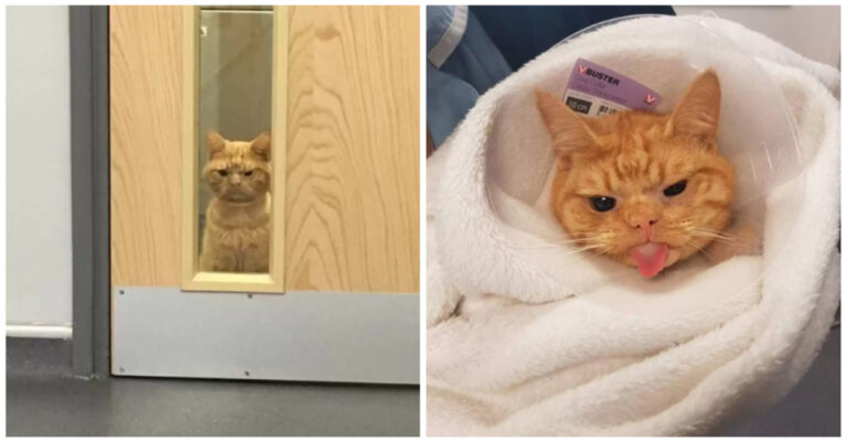 Everyone At The Shelter Falls In Love With The Grumpiest Cat – TopMedia