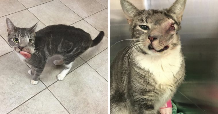 Cat With Giant Tumor Recovers her Smile But She’s Still Looking For a ...